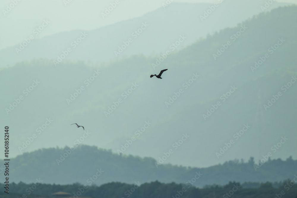 A cormorant in flight. Mountain ridges in the background. A cormorant in flight. Mountain ridges in the background.
