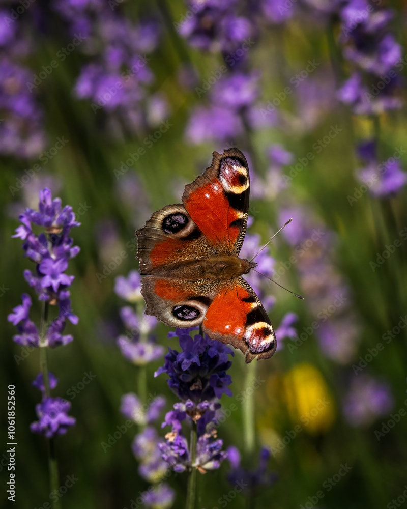 butterfly on flower