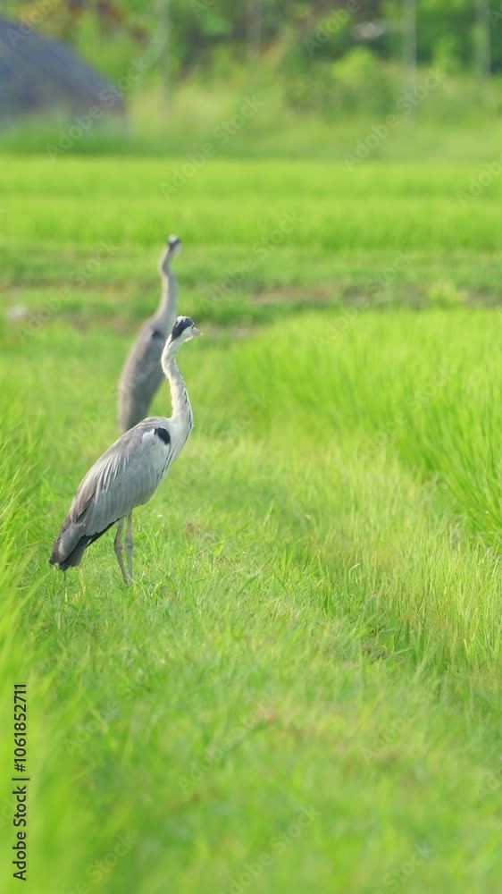 Rice paddies in summer, gray heron, vertical video Rice paddies in summer, gray heron, vertical video