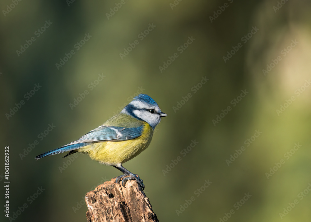 bird on a branch bird on a branch