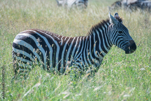 Zebra, Hippotigris, can be seen standing an in a field, Nairobi Park, Kenya photo