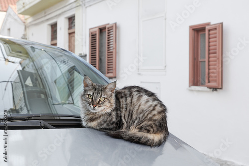 Gray fluffy tabby cat with adorable tassels on its ears lies curled up on car hood in Italian town