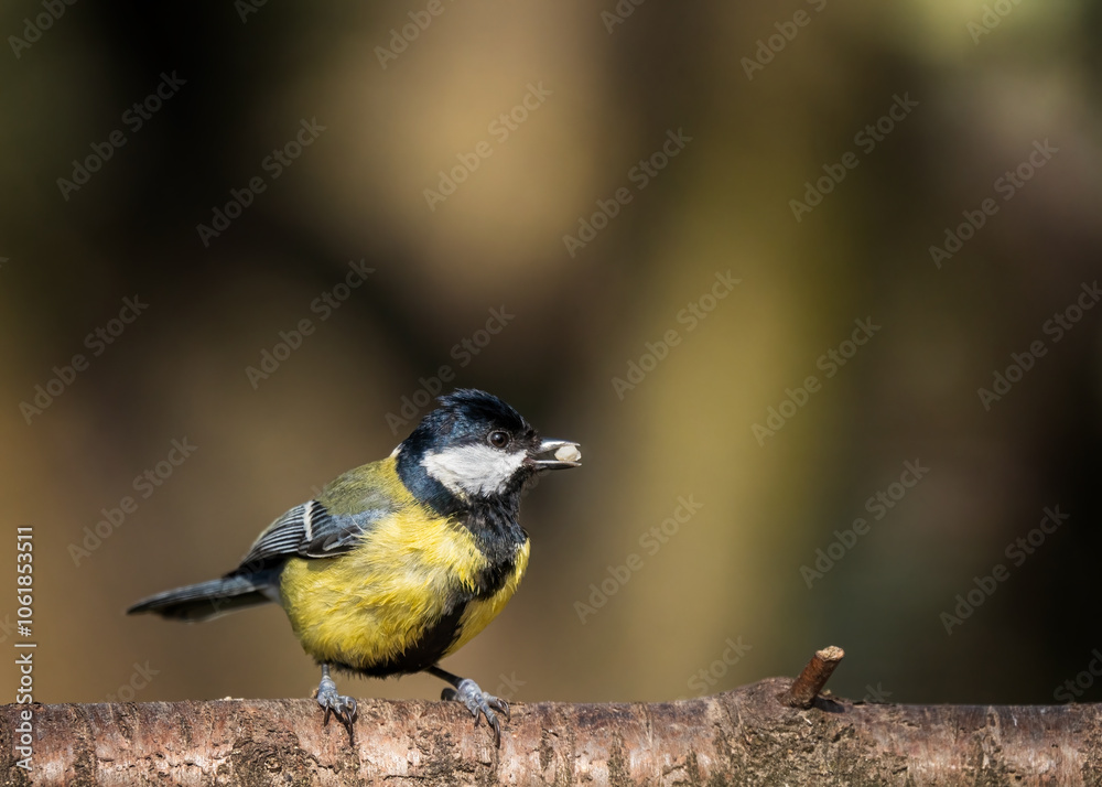 Obraz premium bird on a branch