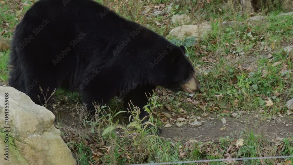 Bear walking pacing back and forth Bear walking pacing back and forth