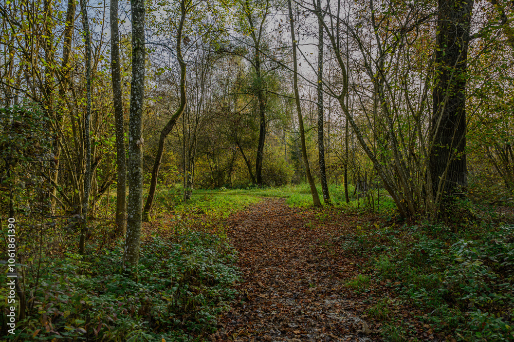 Fototapeta premium Herbst in den Isarauen