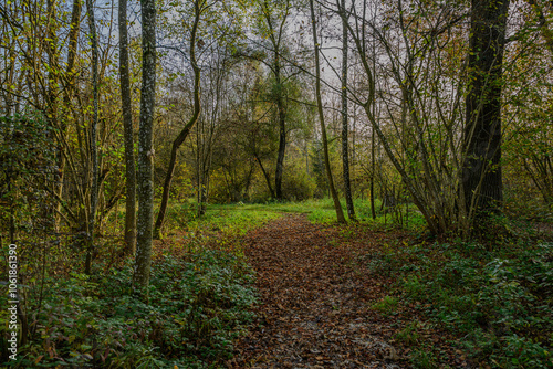 Herbst in den Isarauen