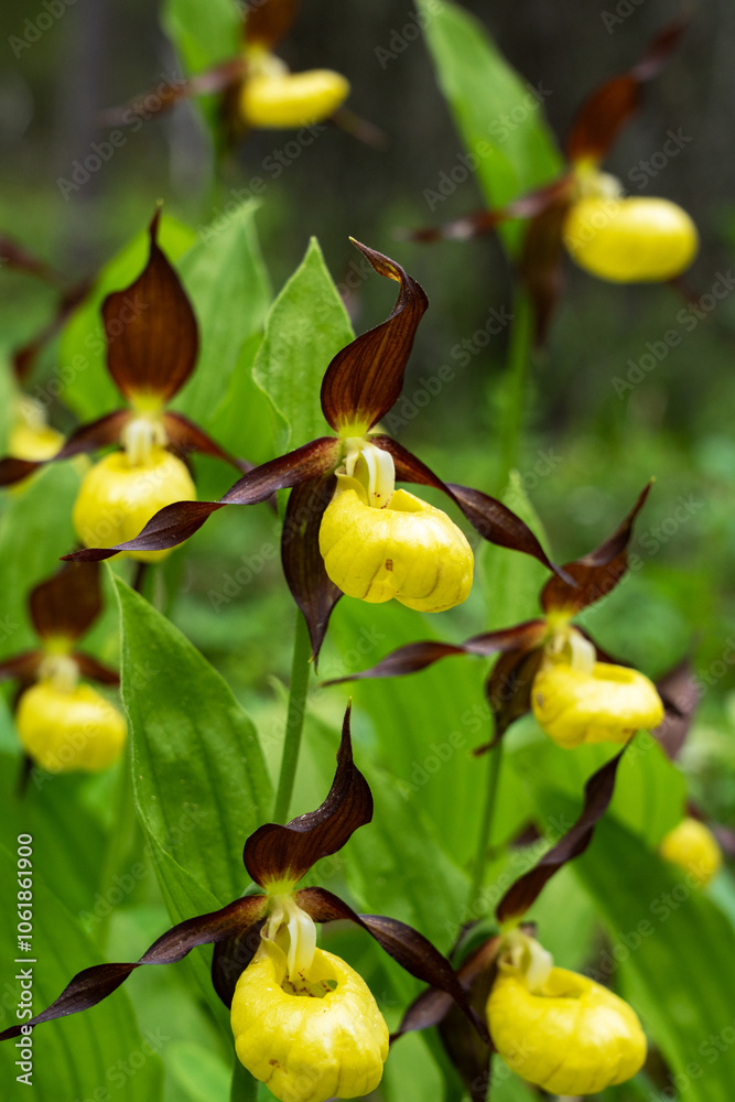 Obraz premium Flowering Lady's-slipper orchids in a lush environment in Oulanka National Park, Northern Finland 