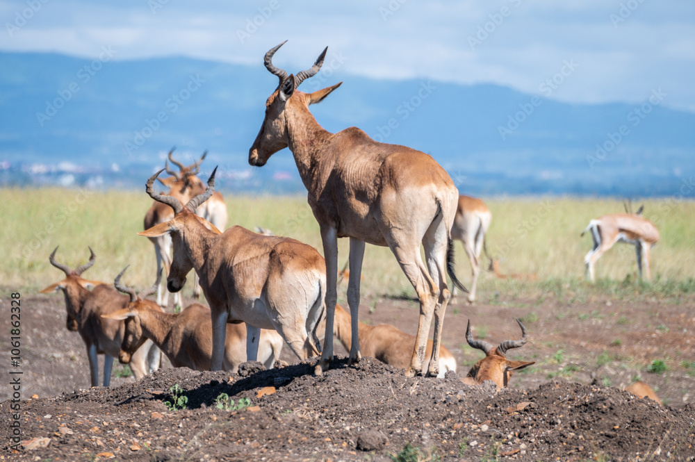 Herd of Topi antelope, can be seen both standing and lying, Nairobi Park, Kenya Herd of Topi antelope, can be seen both standing and lying, Nairobi Park, Kenya