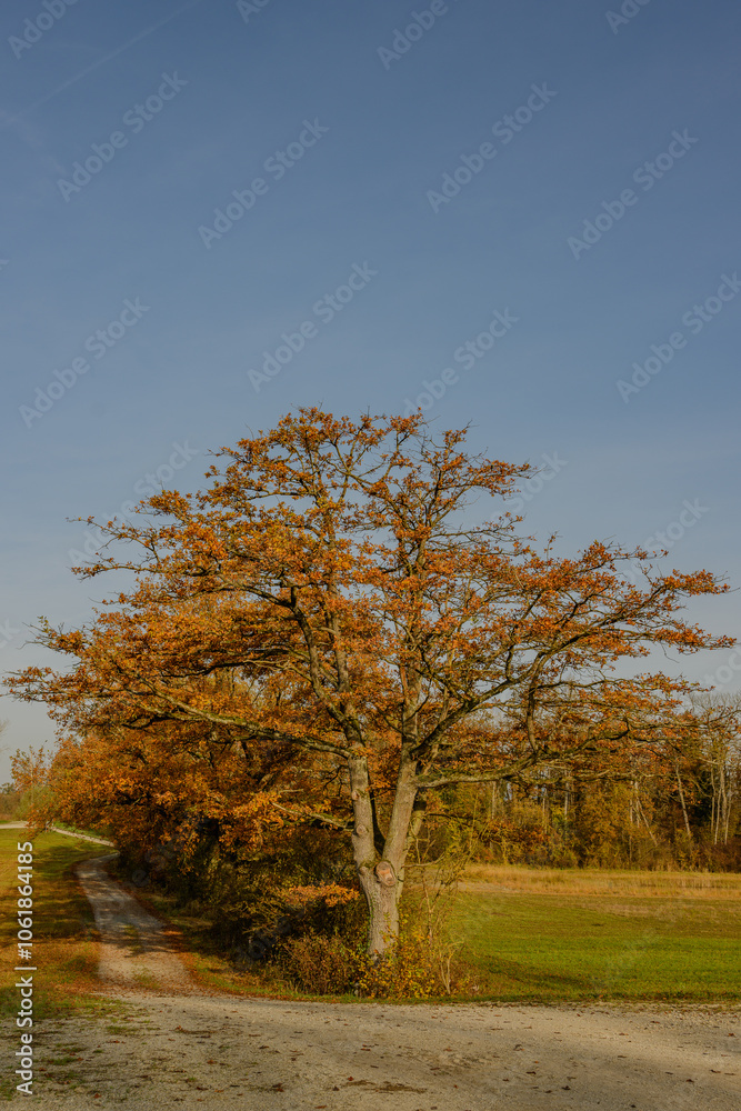 Herbst in den Isarauen Herbst in den Isarauen