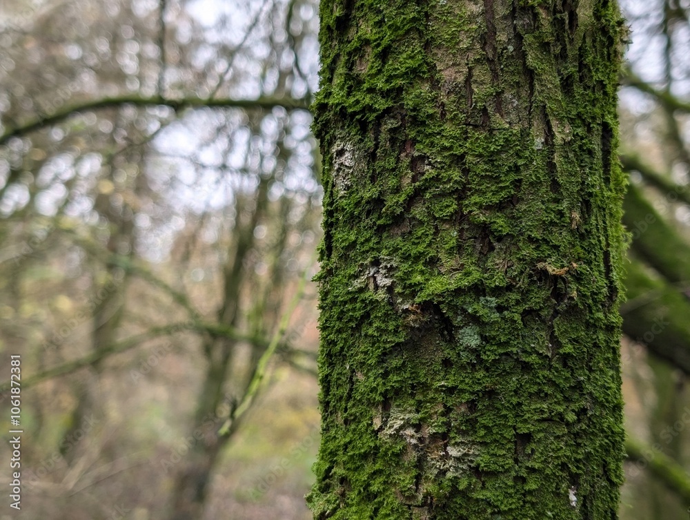 Fototapeta premium A tree trunk covered in moss and lichen on a misty November day