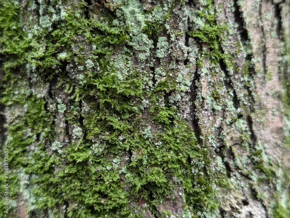A tree trunk covered in mosses and lichens A tree trunk covered in mosses and lichens