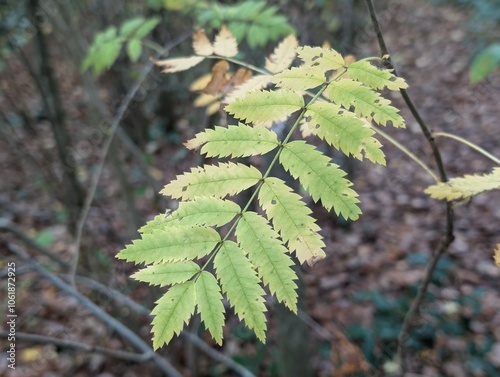 Rowan or Mountain Ash (Sorbus aucuparia) leaves in autumn photo