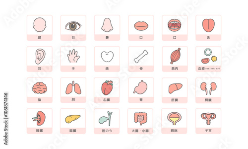人体　脳　臓器　内臓　体のパーツ　イラストセット（説明あり）