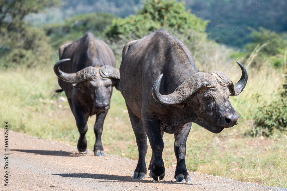 Two large water buffalo are leisurely walking down a road, Nairobi Park, Kenya Two large water buffalo are leisurely walking down a road, Nairobi Park, Kenya