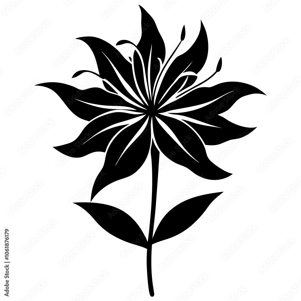 black and white cleome flower black and white cleome flower