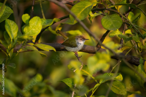 beautiful sun bird is playing on the branches of the big tree at sunrise