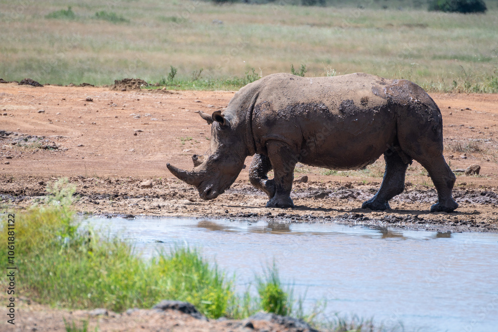 A large, muddy rhinoceros stands proudly in a field, Nairobi Park, Kenya A large, muddy rhinoceros stands proudly in a field, Nairobi Park, Kenya