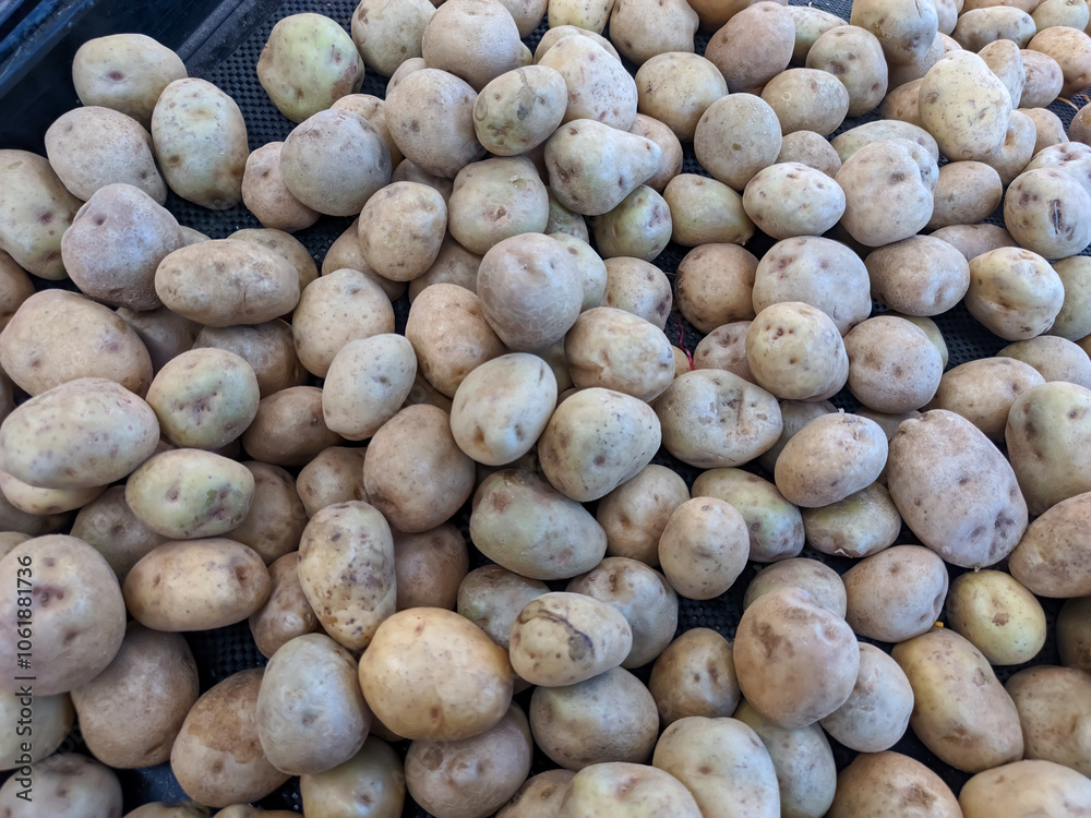 A large quantity of fresh, Grade A brown potatoes, small to medium in size, exhibit light brown skin with some soil. These potatoes appear newly harvested and ready for sale or consumption. A large quantity of fresh, Grade A brown potatoes, small to medium in size, exhibit light brown skin with some soil. These potatoes appear newly harvested and ready for sale or consumption.