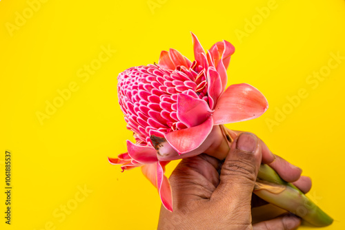 This captivating collection of photographs showcases the vibrant beauty of Etlingera elatior, commonly known as the torch ginger or porcelain rose.  photo