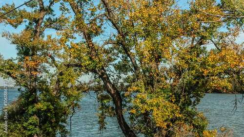Agricultural fields with young green shoots of grain crops and plowed field without sowing. With trees in the background on the hills. Fallow concept. Alternation.