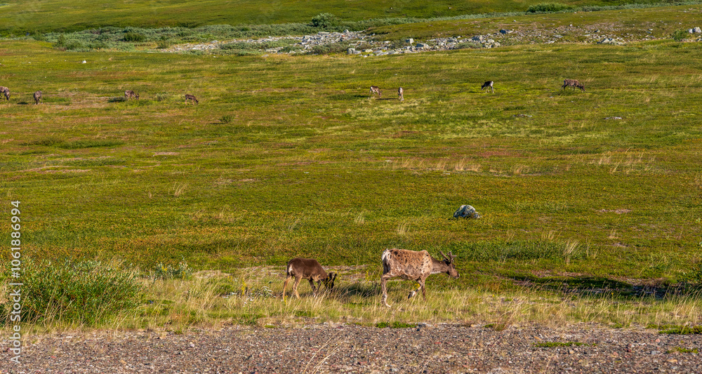 Naklejka premium Reindeer Grazing near the Fishing Village of Berlevag, Finnmark, Norway