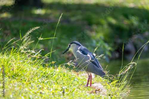 This series of captivating photographs showcases the Black-crowned Night Heron (Nycticorax nycticorax), a striking wading bird known for its nocturnal habits and distinctive appearance.