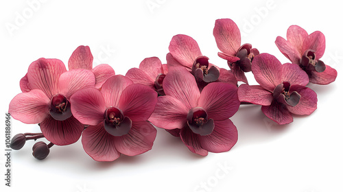 Oncidiums Orchids flowers  Isolated on white background. photo