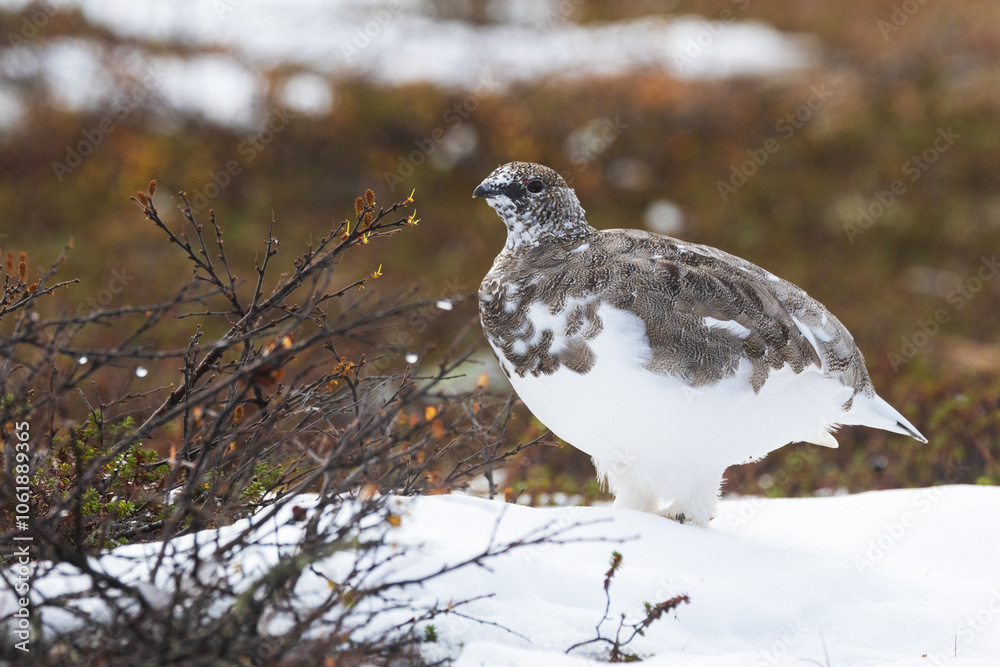 Rock ptarmigan standing on fresh snow next to a Birch shrub on an autumn day in Urho Kekkonen National Park, Northern Finland Rock ptarmigan standing on fresh snow next to a Birch shrub on an autumn day in Urho Kekkonen National Park, Northern Finland