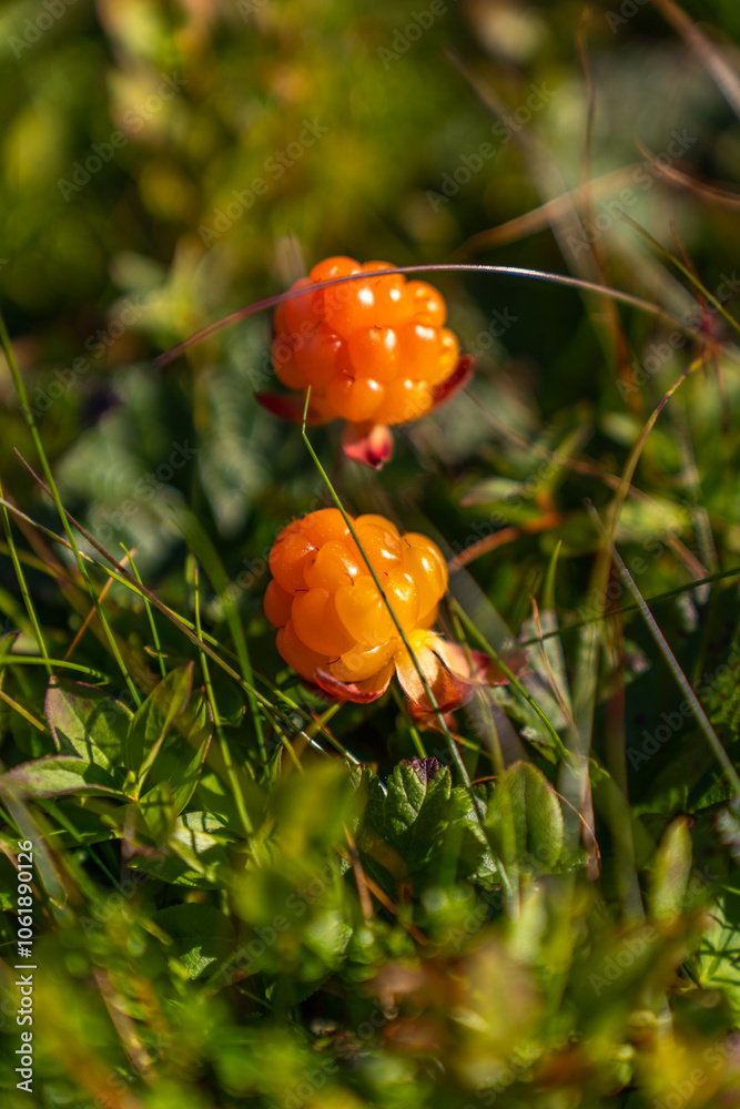 Cloudberry growing in mountains in Norway near Berlevag Cloudberry growing in mountains in Norway near Berlevag