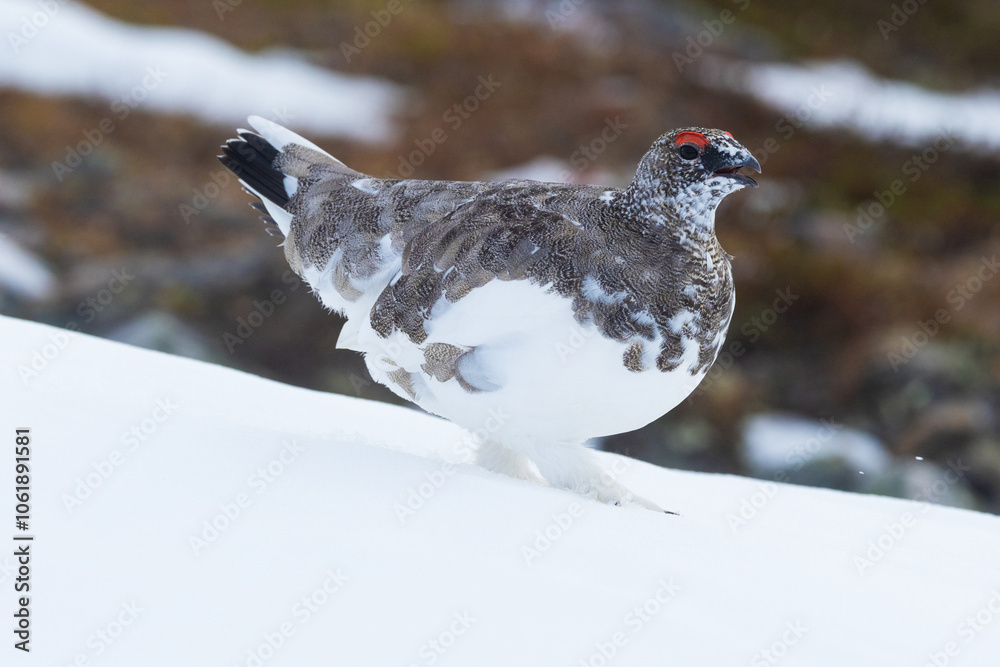 Male Rock ptarmigan walking on fresh snow and calling in the mountains of Urho Kekkonen National Park, Northern Finland Male Rock ptarmigan walking on fresh snow and calling in the mountains of Urho Kekkonen National Park, Northern Finland