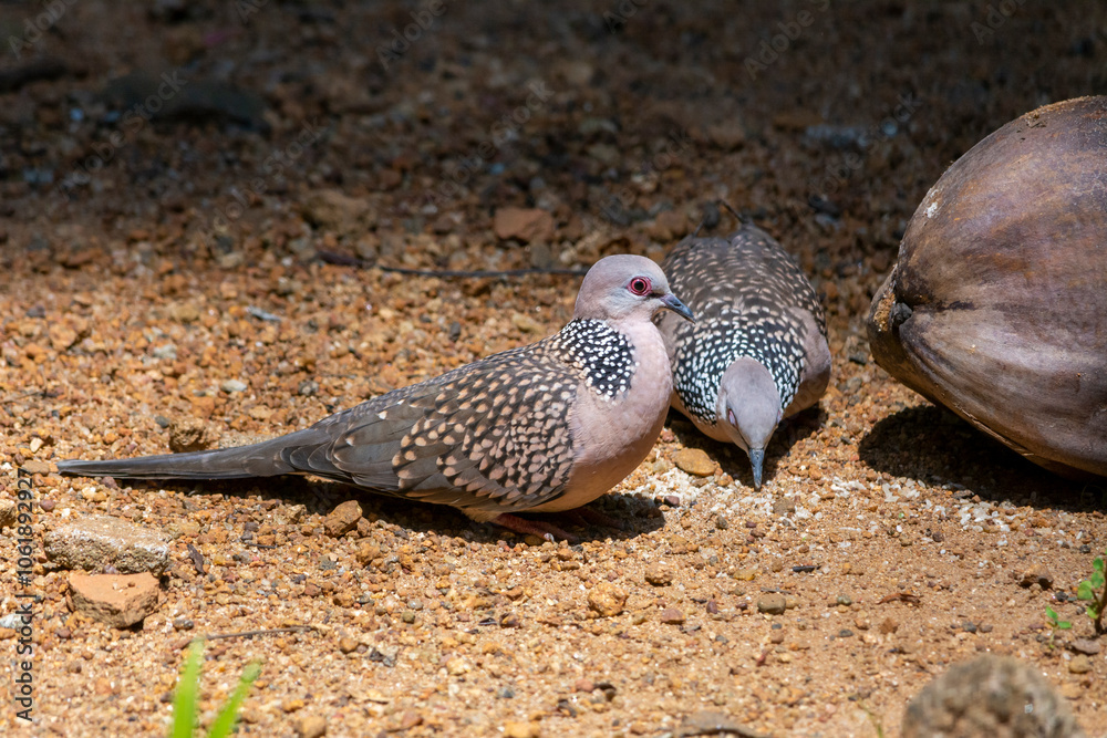 Obraz premium Spotted dove