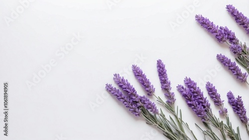 lavender flowers on isolated background, space for text