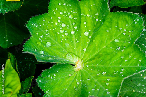 Nahaufnahme von einem Blatt des Frauenmantel, Alchemilla mollis, mit Tautropfen.