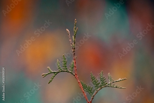 Branch in the wind 