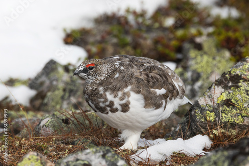 Rock ptarmigan walking and looking for food on cold autumn day with fresh snow in the mountains of Urho Kekkonen National Park, Northern Finland 