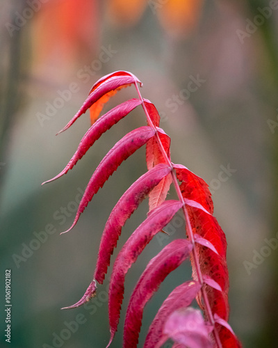 Autumn ,red fern leaf