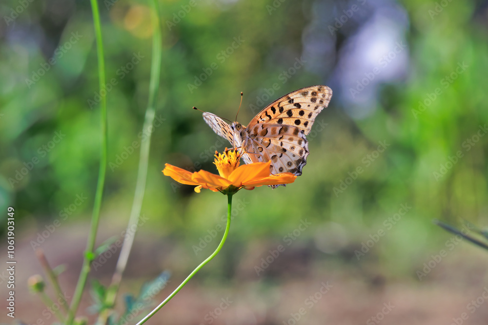 Fototapeta premium コスモスとツマグロヒョウモン