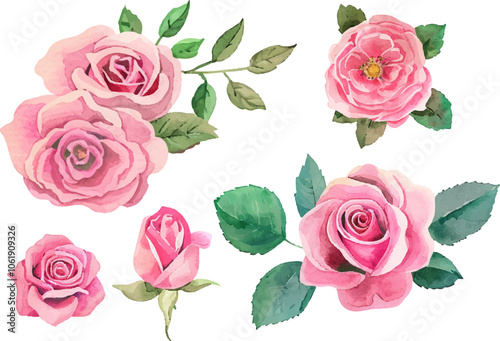 roses flowers, clipart set, illustration in watercolor style