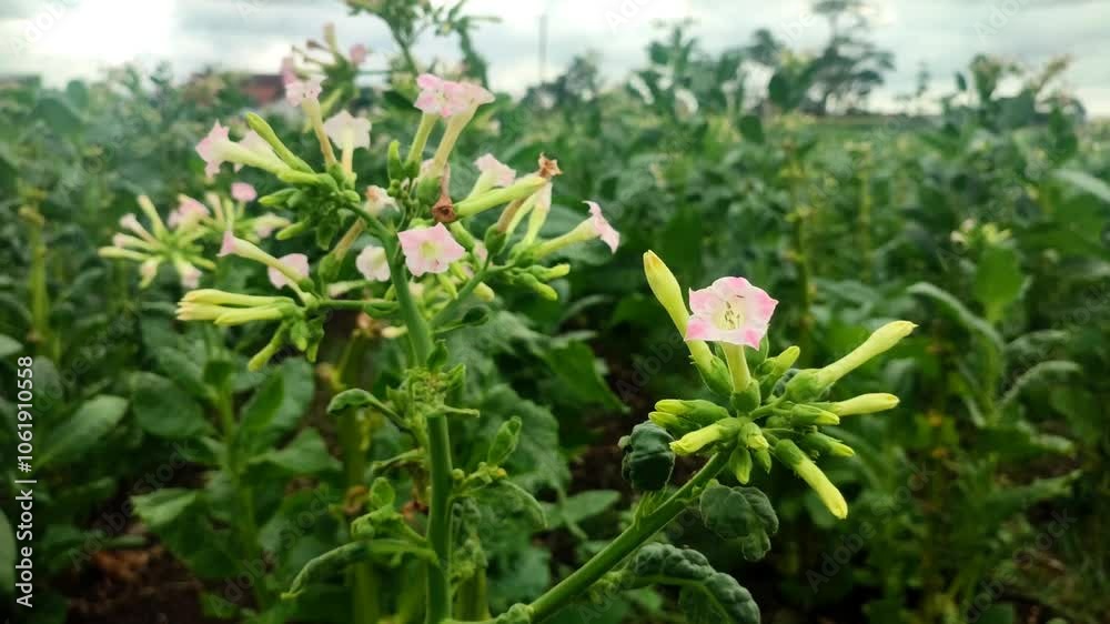 A close-up video of blooming Nicotiana tabacum (tobacco flowers) swaying gently in the wind, capturing the natural movement and beauty of a tobacco field. A close-up video of blooming Nicotiana tabacum (tobacco flowers) swaying gently in the wind, capturing the natural movement and beauty of a tobacco field.