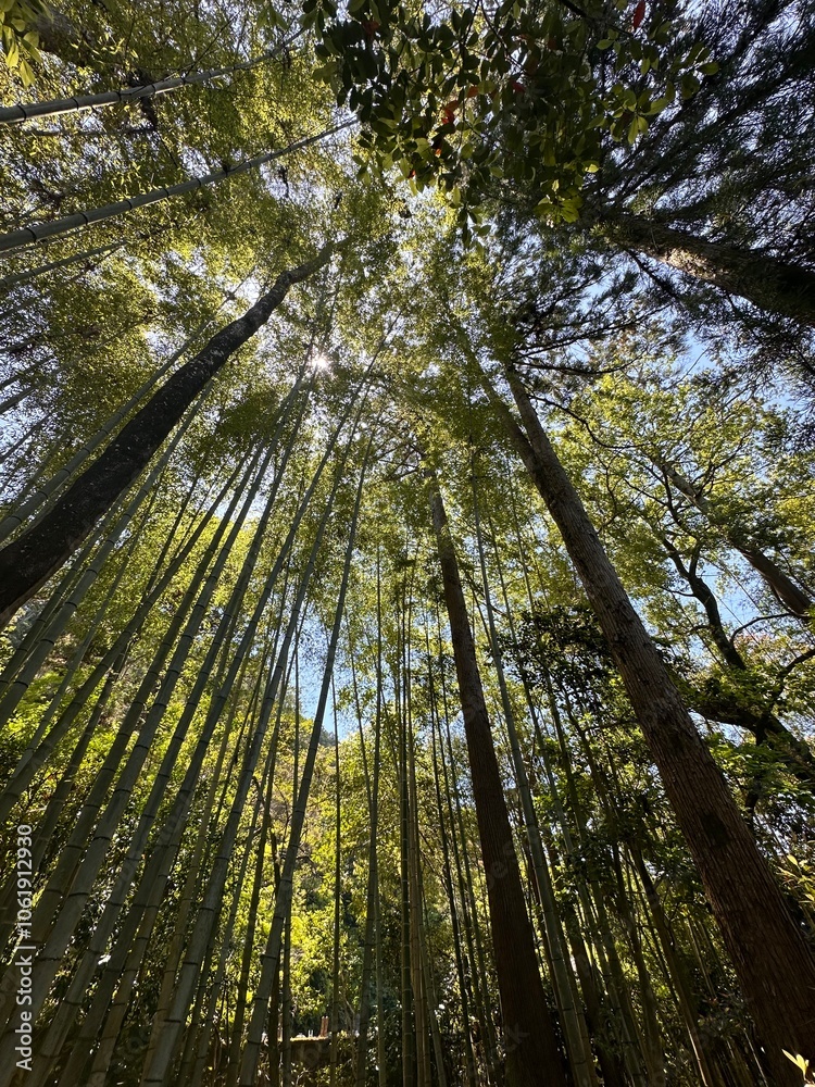 Fototapeta premium bamboo forest in Japan
