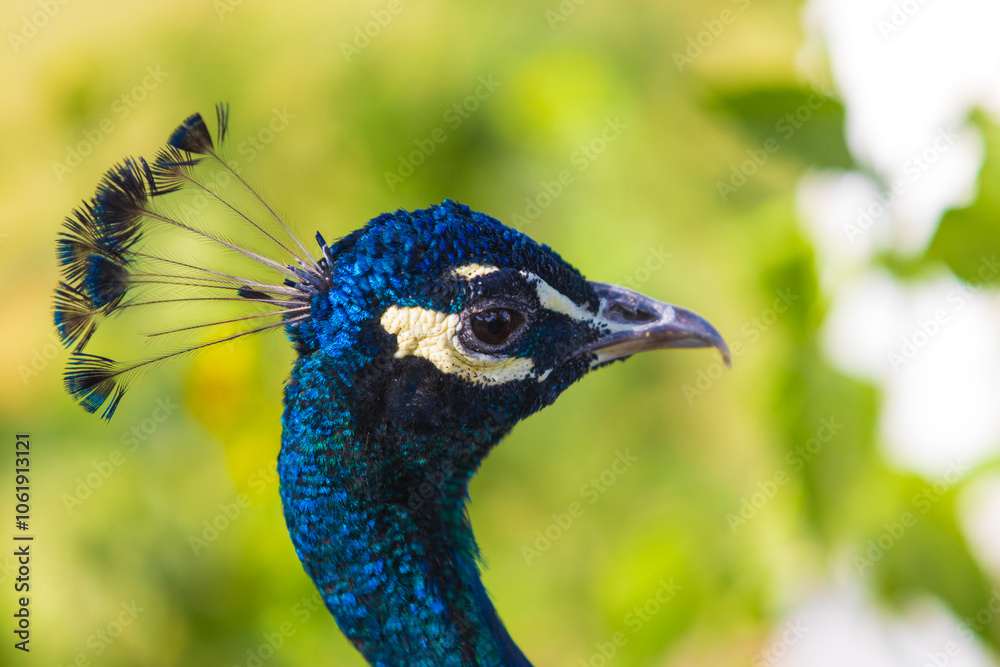 Close-up of Indian Peacock head on blur green background. Indian peafowl or Pavo cristatus. Peacock profile close-up Close-up of Indian Peacock head on blur green background. Indian peafowl or Pavo cristatus. Peacock profile close-up