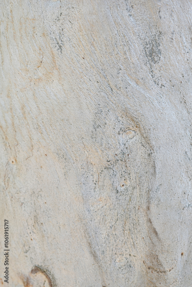 Fototapeta premium Eucalyptus tree bark texture, Bark of eucalyptus tree, seamless texture, a eucalyptus tree bark texture background image
