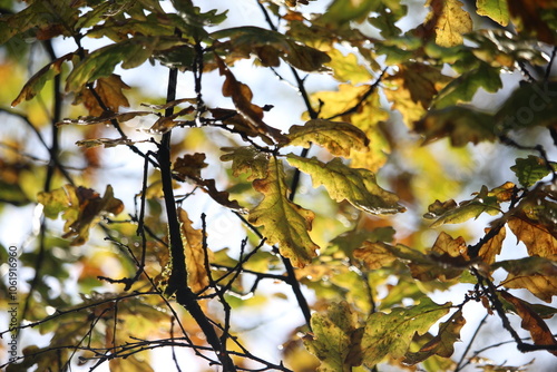 A photograph of autumn colours on an old oak tree. Close up photograph of leaves and branches - autumnal background