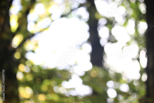 Slika na platnu A photograph of out of focus greenery woodland background