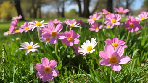 Fresh green grass and colorful blooming flowers in a park during spring season, flowers, vibrant