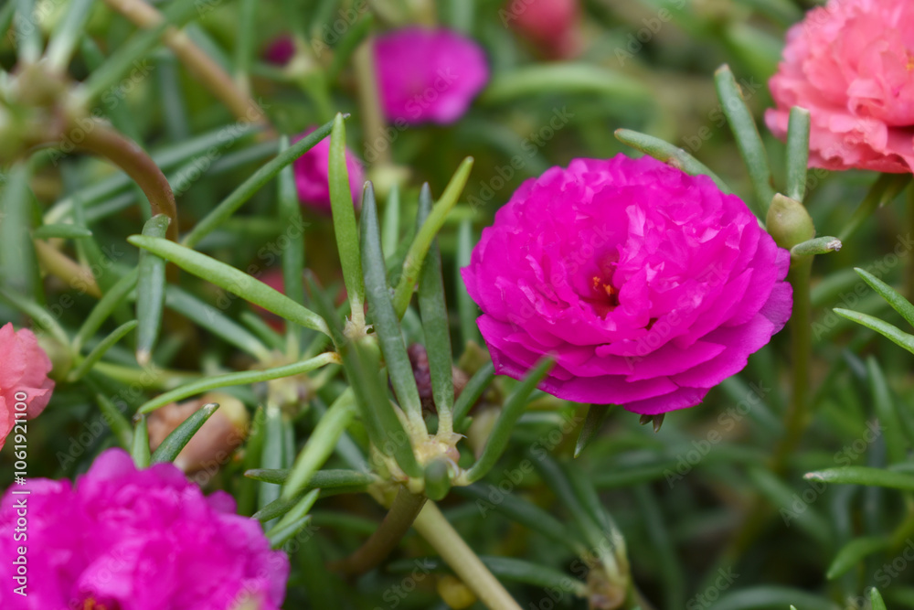 Portulaca grandiflora or moss rose purslane flower closeup, Closeup red moss rose purslane (portulaca grandiflora) flowers in garden tropical, delicate dreamy of beauty of nature with green leaves Portulaca grandiflora or moss rose purslane flower closeup, Closeup red moss rose purslane (portulaca grandiflora) flowers in garden tropical, delicate dreamy of beauty of nature with green leaves