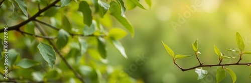 close-up of tree branches swaying in the wind with blurred background, tranquil, growth