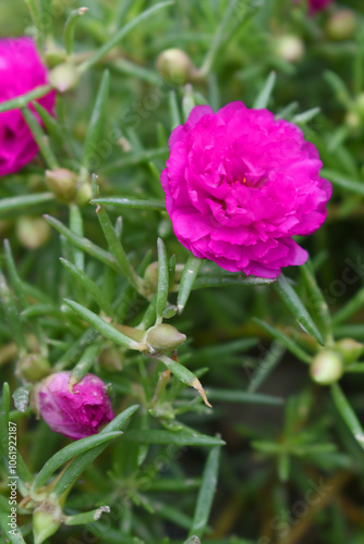 Portulaca grandiflora or moss rose purslane flower closeup, Closeup red moss rose purslane (portulaca grandiflora) flowers in garden tropical, delicate dreamy of beauty of nature with green leaves