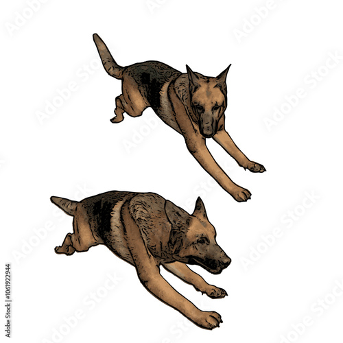 German Shepard dog vector animal ilustration isolated template 