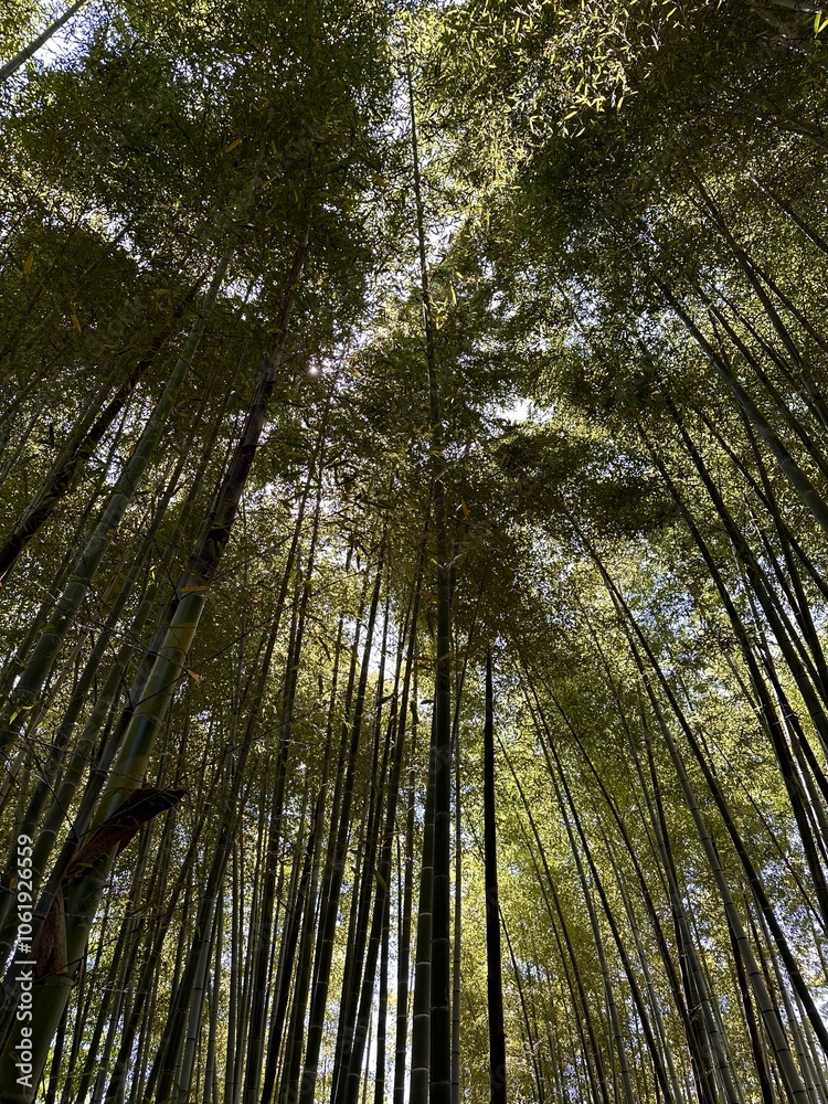 bamboo forest in the morning bamboo forest in the morning